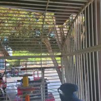 Arizona Parrots, Call for appointment to visit ico