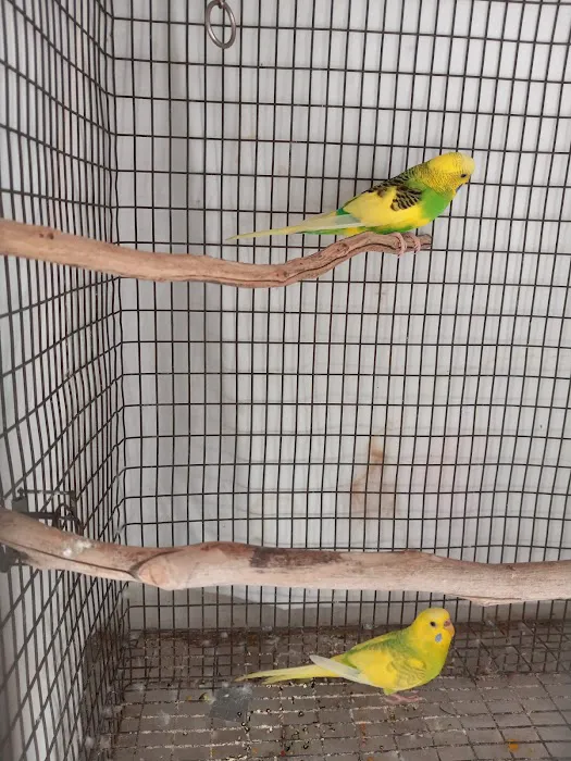 Arizona Parrots, Call for appointment to visit Picture 7