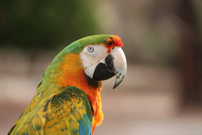 Arizona Parrots, Call for appointment to visit Picture 5