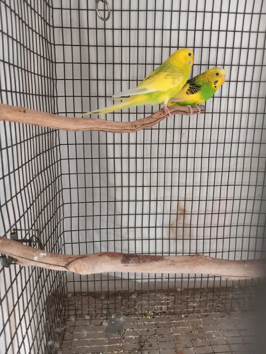 Arizona Parrots, Call for appointment to visit Picture 3