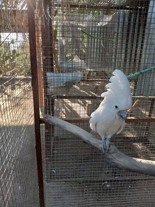 Arizona Parrots, Call for appointment to visit Picture 2