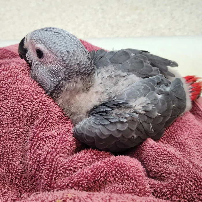 Arizona Parrots, Call for appointment to visit Picture 9