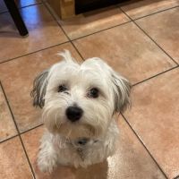 Jefferson Animal Hospital ico