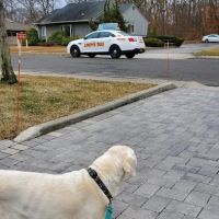 Roosevelt Animal Hospital ico