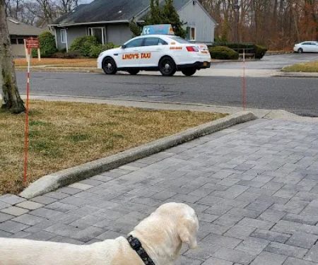 Roosevelt Animal Hospital