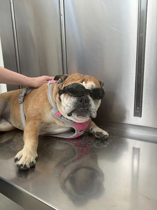 Suffolk Veterinary Group Animal Wellness & Laser Surgery Center Picture 3