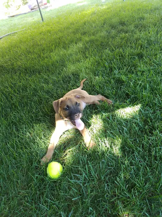 Suffolk Veterinary Group Animal Wellness & Laser Surgery Center Picture 10