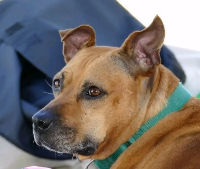 Suffolk Veterinary Group Animal Wellness & Laser Surgery Center Picture 2