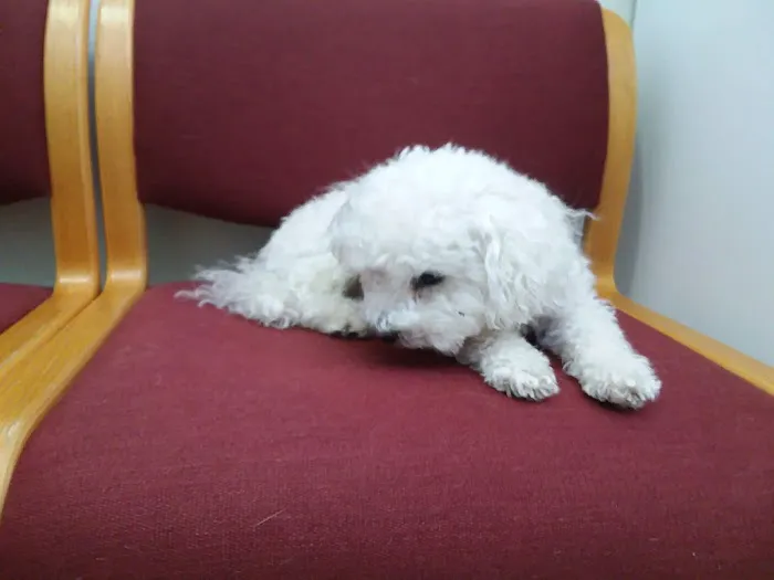 Suffolk Veterinary Group Animal Wellness & Laser Surgery Center Picture 1