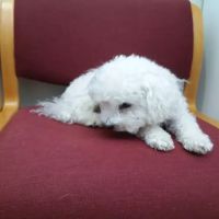 Suffolk Veterinary Group Animal Wellness & Laser Surgery Center ico