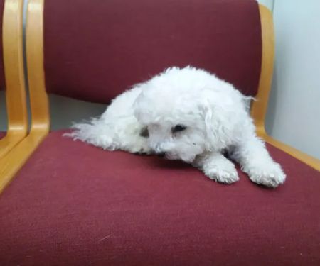 Suffolk Veterinary Group Animal Wellness & Laser Surgery Center