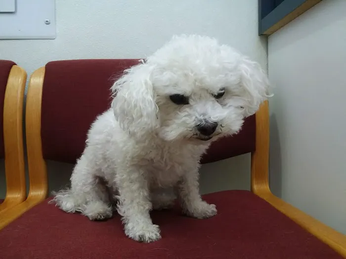 Suffolk Veterinary Group Animal Wellness & Laser Surgery Center Picture 8