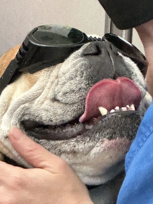 Suffolk Veterinary Group Animal Wellness & Laser Surgery Center Picture 7