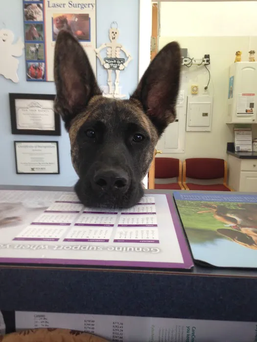 Suffolk Veterinary Group Animal Wellness & Laser Surgery Center Picture 9