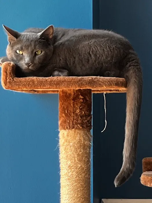 Affordable Vet Care of Brookhaven Picture 8