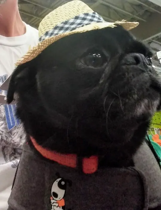 Petco Picture 2