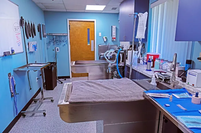 Veterinary Eye Specialist of Long Island Picture 10