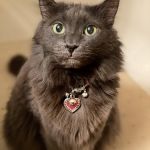 Veterinary Eye Specialist of Long Island