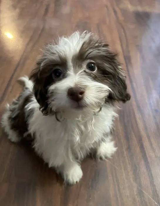 Dandi Puppies Picture 3