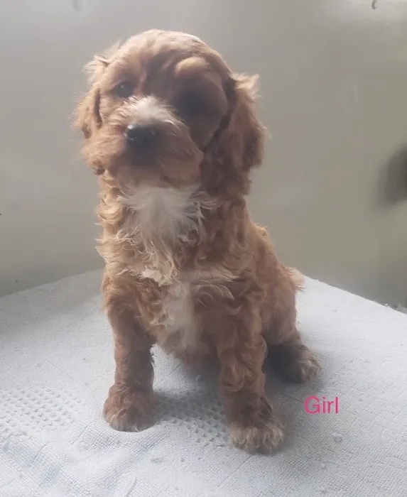 Dandi Puppies Picture 1