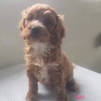 Dandi Puppies ico