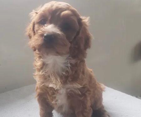 Dandi Puppies