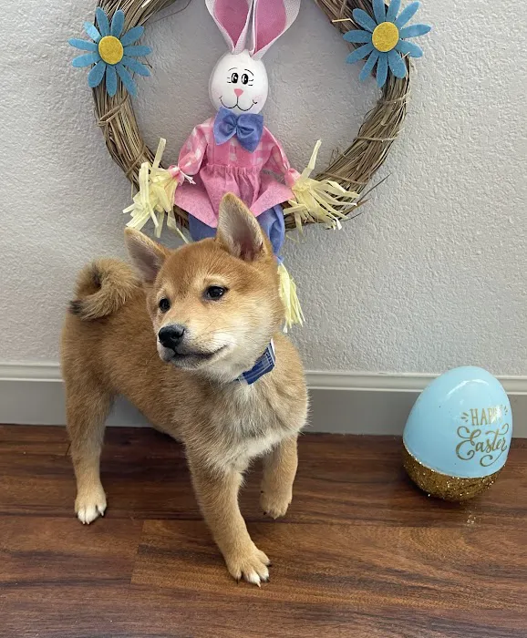 Dandi Puppies Picture 4