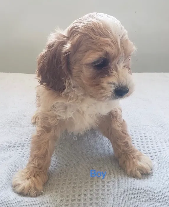 Dandi Puppies Picture 7