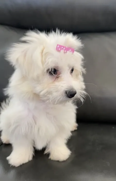 Dandi Puppies Picture 6