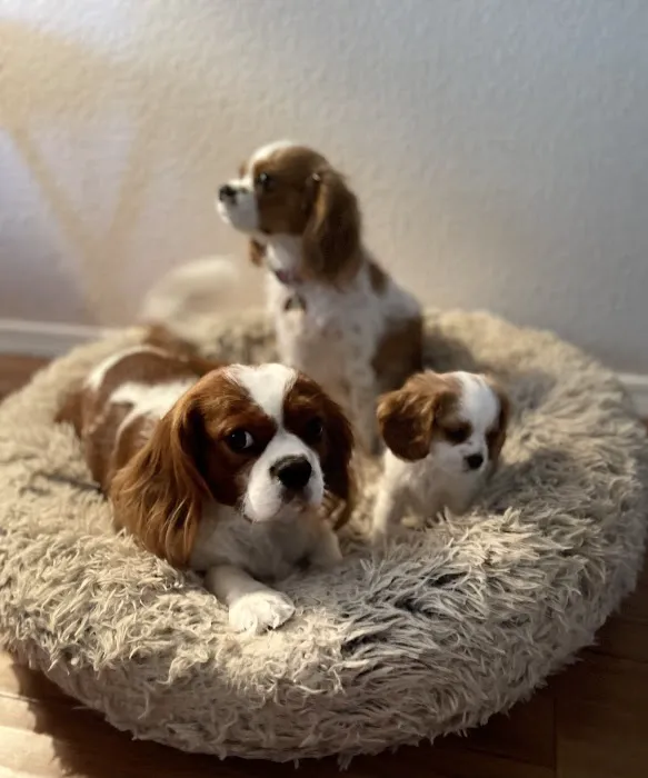 Dandi Puppies Picture 9