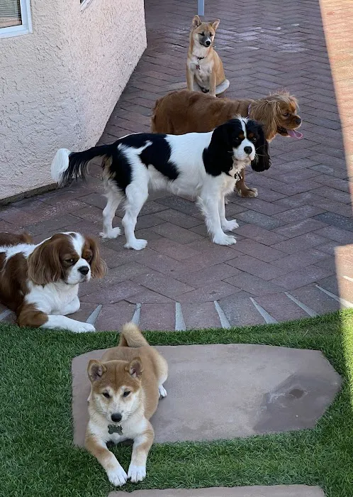 Dandi Puppies Picture 10