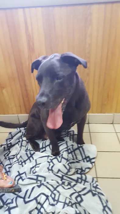 VCA Farmingville Animal Hospital Picture 2