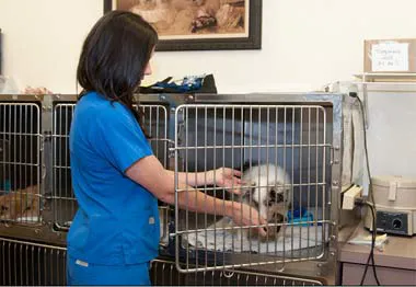 VCA Farmingville Animal Hospital Picture 4
