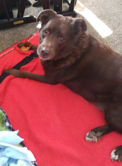 VCA Farmingville Animal Hospital Picture 5
