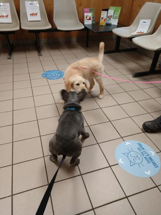 VCA Farmingville Animal Hospital Picture 1