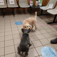 VCA Farmingville Animal Hospital ico