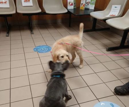 VCA Farmingville Animal Hospital