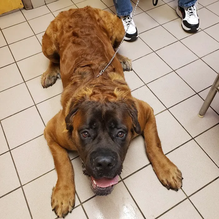 VCA Farmingville Animal Hospital Picture 9