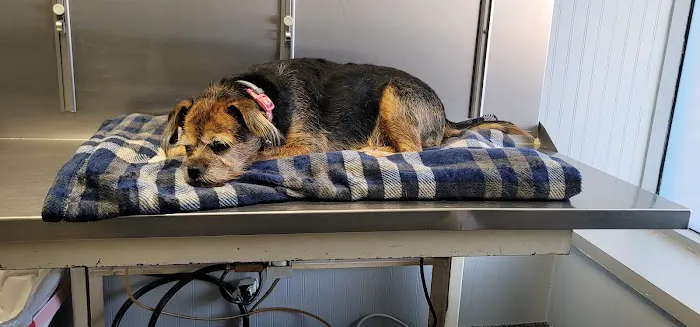 VCA Farmingville Animal Hospital Picture 6