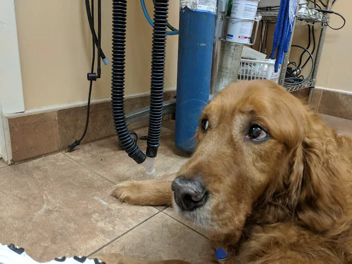 Middle Country Animal Hospital PC Picture 2