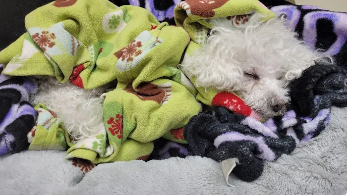 Middle Country Animal Hospital PC Picture 8