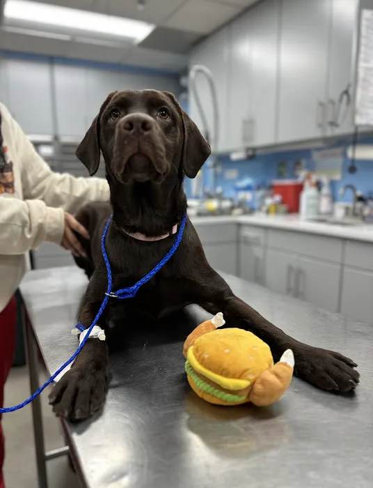 Animal Emergency Service Picture 1