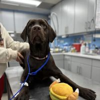Animal Emergency Service ico
