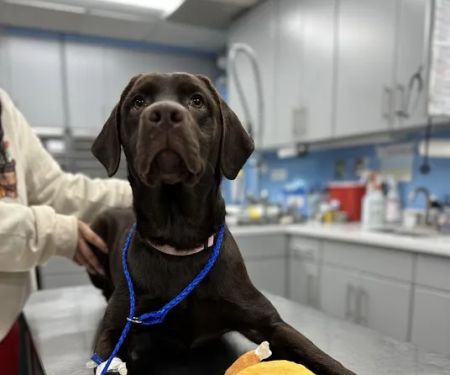 Animal Emergency Service