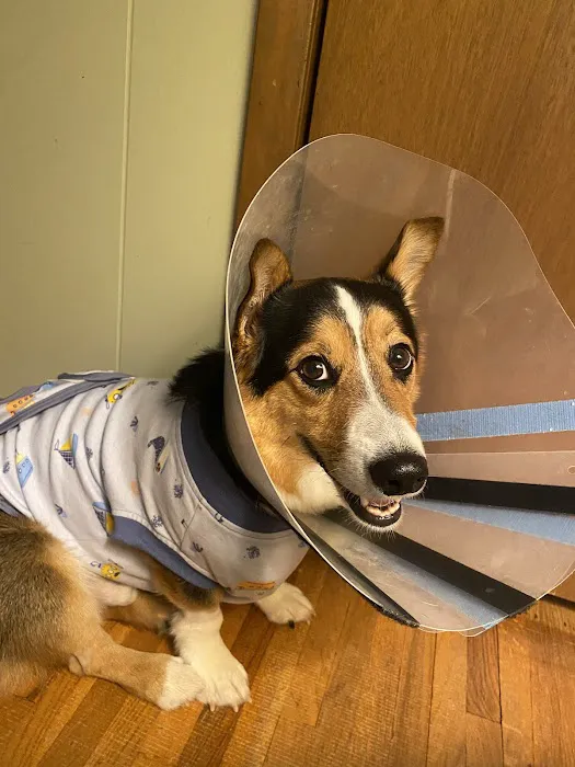 Animal Emergency Service Picture 5