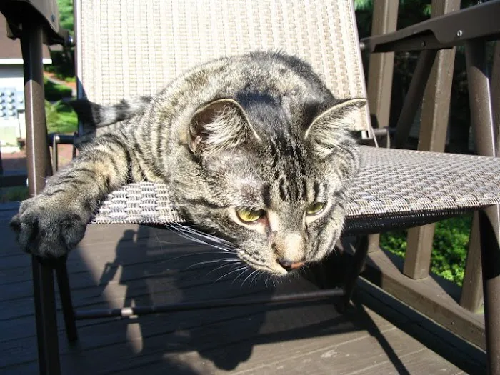 Animal Emergency Service Picture 4