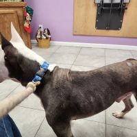 Island Veterinary Hospital ico