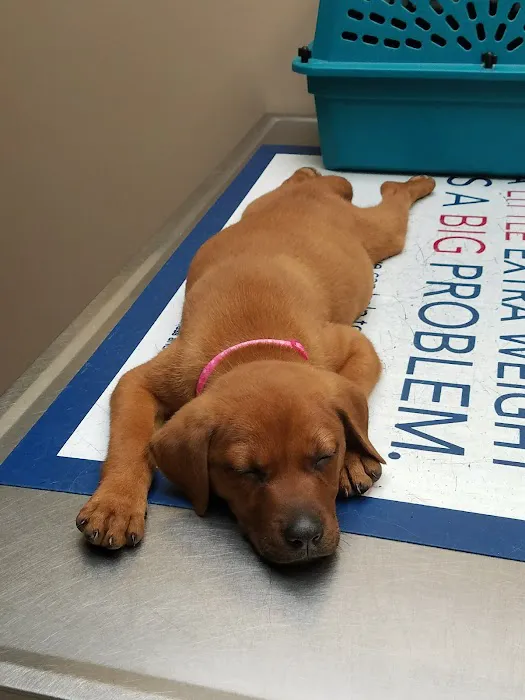 Island Veterinary Hospital Picture 4