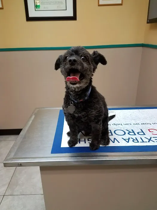 Island Veterinary Hospital Picture 6