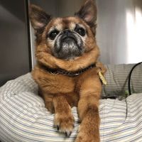 Blue Point-Bayport Animal Hospital ico